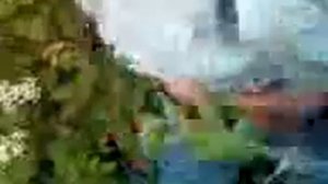 Крапивой по жопе #крапива #мягкиебулочки #крик