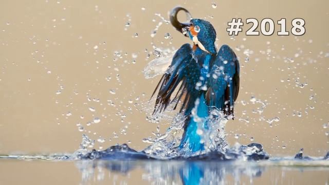 #2018. Зимородки (В мире животных) смотреть онлайн