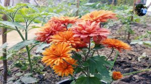 tecoma, yellow bells, orange bells