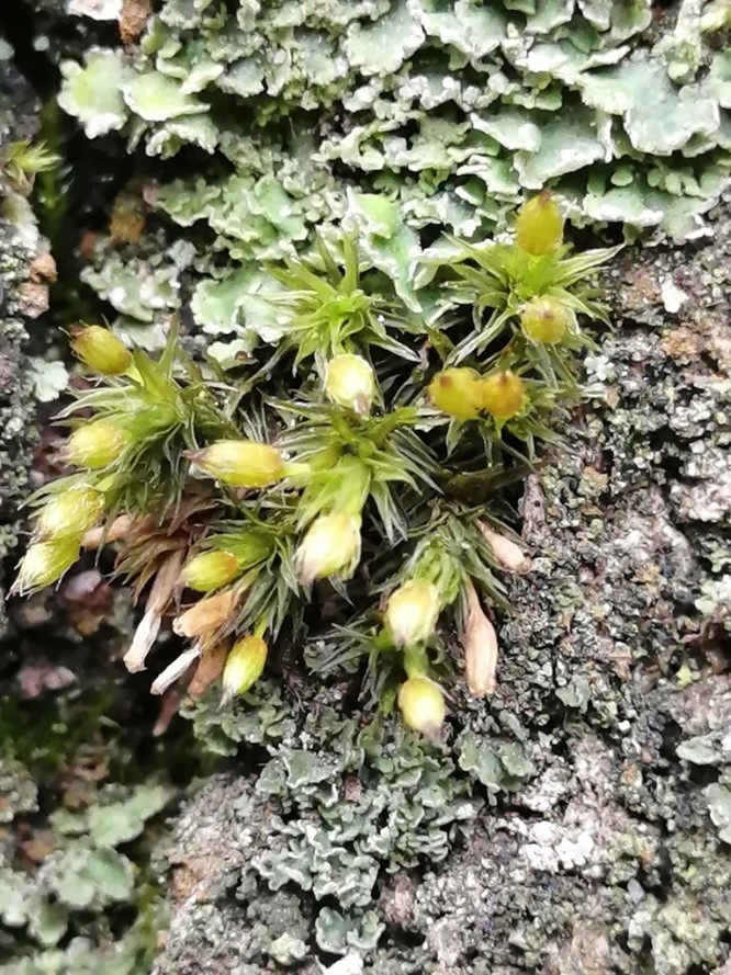 6. Ортотрихум прекрасный - Orthotrichum Speciosum