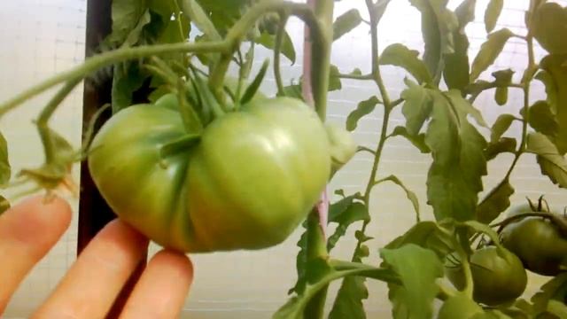 Сорт томата копия смотреть онлайн