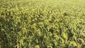 Просо ПОЛТАВСКОЕ ЗОЛОТИСТОЕ в Одесской области в конце августа 2020 года. Заказы по тел. 0675605115