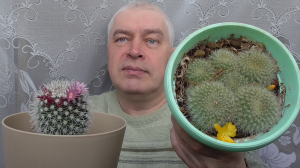 Видео про два кактуса, кактусы цветут