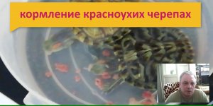 Как кормить красноухих черепах в домашних условиях