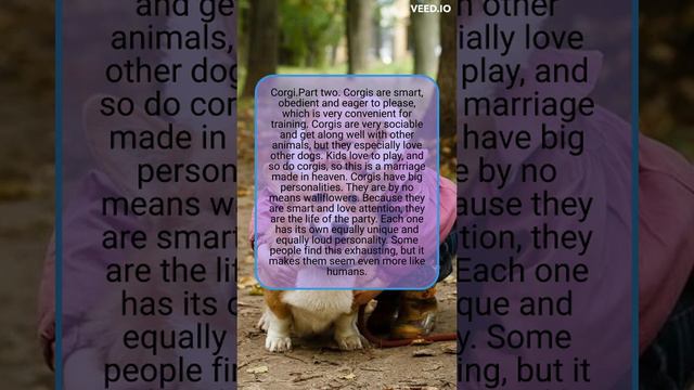 Corgi Facts That Make Them The Best Pets.