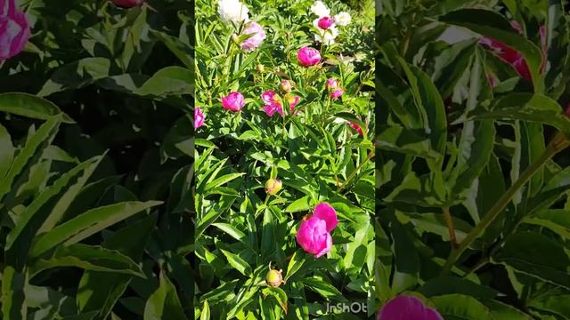 Пионы. смотреть онлайн