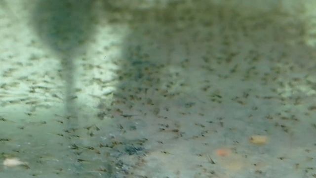 Реальный нерест анциструсов Моя миниразводня Анциструсы размножение