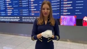 ПЛЮСЫ РАБОТЫ СТЮАРДЕССОЙ