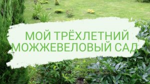 МОЙ ТРЁХЛЕТНИЙ МОЖЖЕВЕЛОВЫЙ САД.17.07.2022 г.