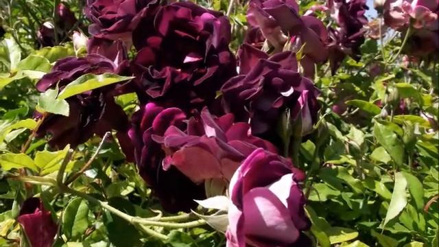 ...Небесные Цветы-Релаксация... смотреть онлайн