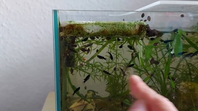 Самка меченосца в первые за пол года дала потомство. смотреть онлайн