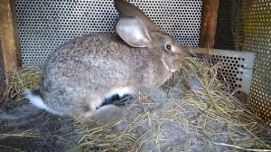 Как крольчиха кормит крольчат /кролики Ризены