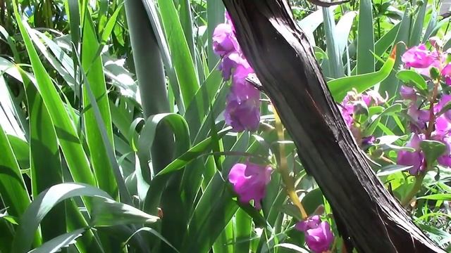 Цветы-ОДНОЛЕТНИКИ - 2019 г. 20 Проверенных Временем Сортов смотреть онлайн