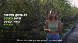Уход за плодовыми деревьями. Правильный уход за плодовыми деревьями в саду и на участке