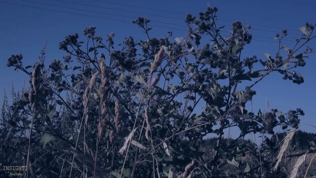 Летний вечер. Сверчки. Звуки природы