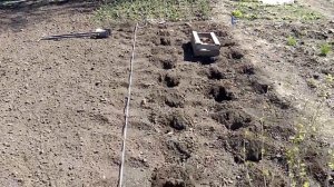 Картофелесажалка , садим по маркерам
