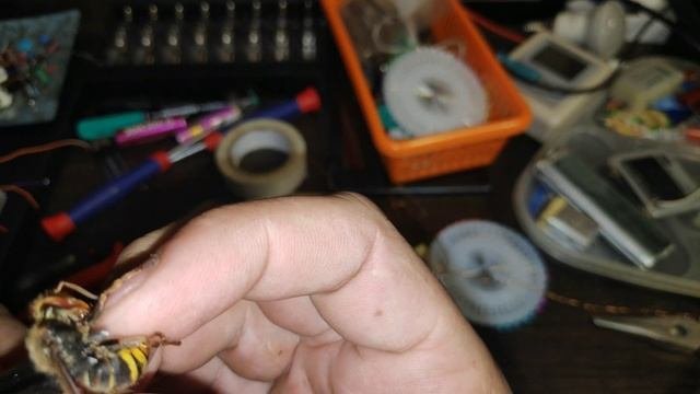 ? ШОК! Жалит шершень / опасно не повторять / ужалил шершень
