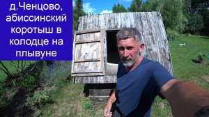 д.Ченцово, коротыш абиссинки в колодце на плывуне!
