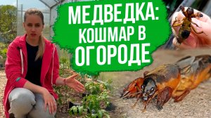 Как избавиться от медведки на участке. Простые способы борьбы с медведкой.