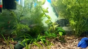 Родостомус (тетра красноносая) / Hemigrammus rhodostomus