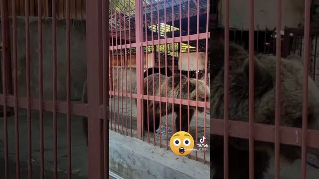 Зоопарк #медведи ???