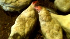 Важность естественной зимней подстилки для кур в морозное время