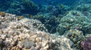 SHERATON SOMA BEY Snorkeling 2021.