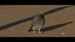 Panasonic Ag-Ux90 Test