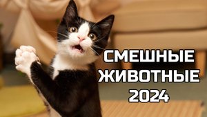 Смешные видео с животными - попробуй не засмеяться! (2 выпуск)