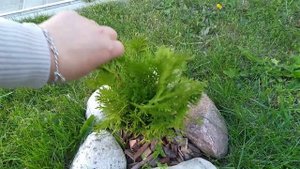 Мой сад 05.06.21.??!/ Обрезка спиреи, формирую шарик❤️?