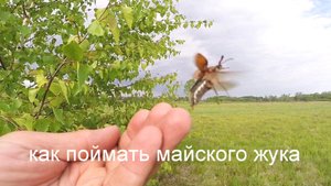 Как поймать майского жука, видео rybachil.ru.mpg