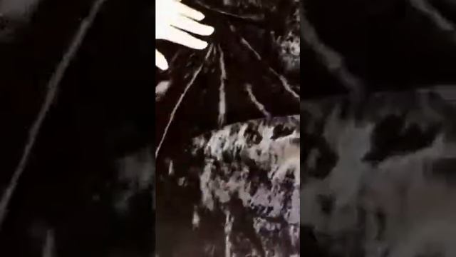 MI 12 бархат вискозно шелковый итальянский черный однотонный, бархатная ткань заказать с доставкой смотреть онлайн