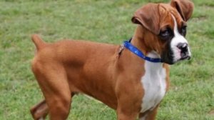 Собака Боксер! Краткое описание породы!