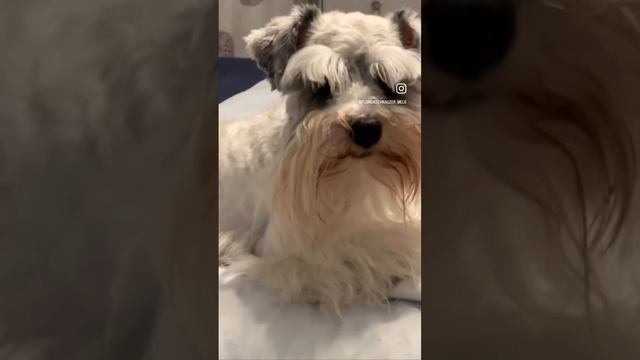 Lorenzo - @floridaschnauzermelo смотреть онлайн