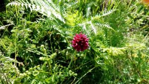 Allium sphaerocephalon (Ball-head onion)
