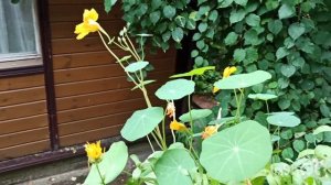 Дача? VlOG с крыльца ⛈️ #дача #цветы #цветынадаче #пеларгония