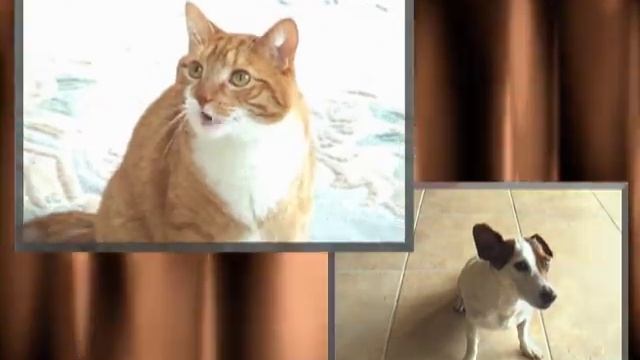 I'm Just a Cat and I'm Doing Cat Stuff in 2021 смотреть онлайн