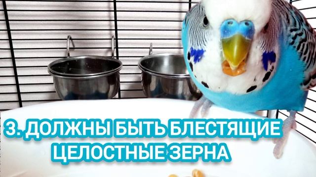 Как проверить корм, зерно на качество для попугаев?|В чем хранить корм?|Тоша попугай Channel