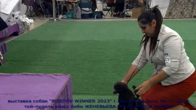 Выставка собак "ROSTOV WINNER 2023" 04.11.2023.Той-пудель ЖЕНЕВЬЕВА МИ ИЗ ЛАРЦА ВИВОН. Беби-класс.