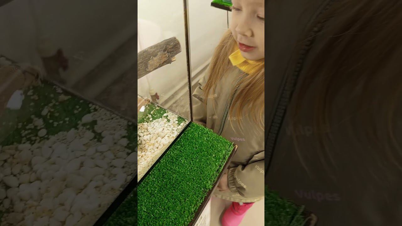 змейка смотреть онлайн