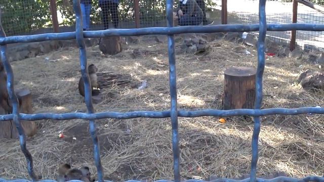 ОБЕЗЬЯНА УКРАЛА ОЧКИ Парк львов Тайган