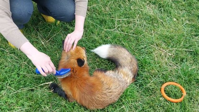 Вычесываем лисий хвост смотреть онлайн