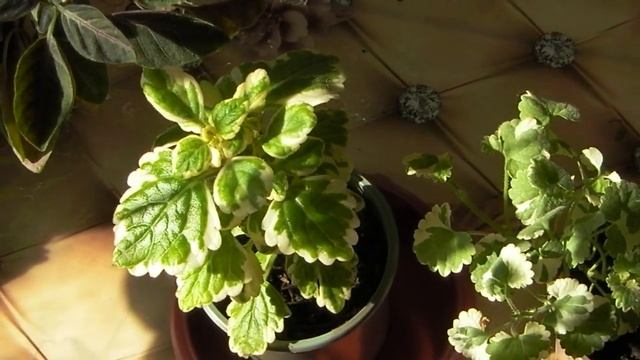 ПОМОГИТЕ РАСПОЗНАТЬ ЦВЕТЫ смотреть онлайн