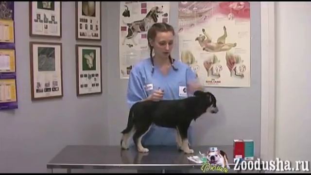 Как сделать укол собаке внутримышечно и подкожно. how to make the dog an injection смотреть онлайн