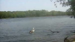 Коза плавает! Шок! Пасет гусей в реке и плавает за ними!