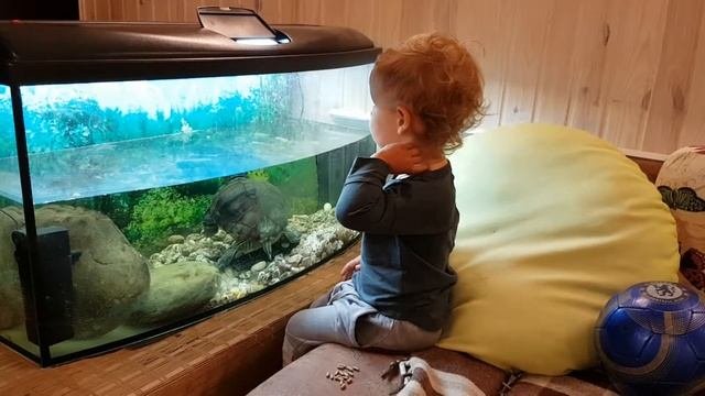 Красноухая черепаха в домашних условиях.
