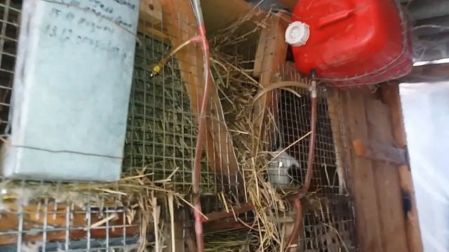 Кормушки і поїлки для кроликів смотреть онлайн