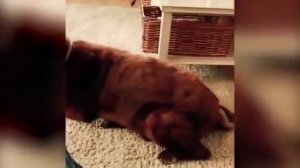 Собака пердит , кот блюёт | просто оррр лол