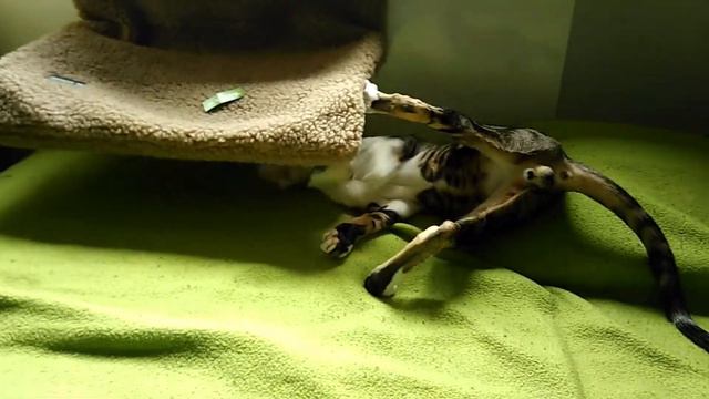 Ориентальный котёнок играет 🥰| Oriental Kitten Is Playing| Orientalisches Kätzchen spielt