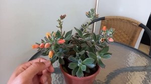 Cuidados com Echeveria Pulvinata